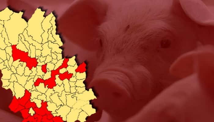 PESTĂ PORCINĂ PRAHOVA | Aproape 30 de cazuri noi, confirmate în ultimele ore la mistreţi şi porci domestici