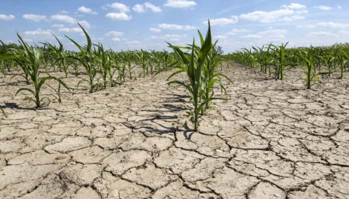 Ministrul Agriculturii, Adrian Oros: Avem secetă extremă în Dobrogea și Moldova. Trei milioane de hectare de culturi, compromise 