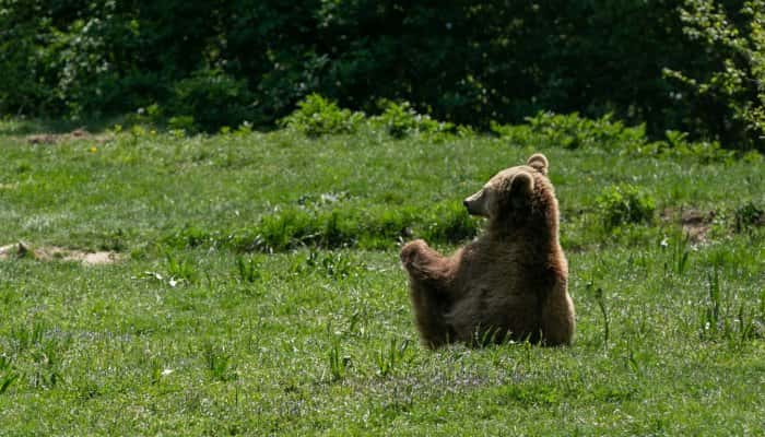 Se redeschide pentru public Sanctuarul de urşi de la Zărneşti