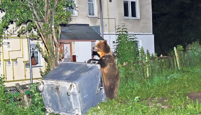 Românii care locuiesc în zonele în care urșii intră în localități vor primi bani ca să-și instaleze garduri electrice 