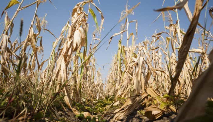 Ministrul Agriculturii: Fermierii afectaţi de secetă vor primi despăgubiri de 1,088 miliarde lei şi trebuie să depună cererile până la 15 septembrie