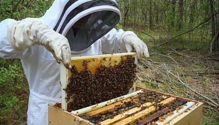 Apicultorii vor primi, începând de marţi, ajutorul de minimis de 25 de lei pe familia de albine