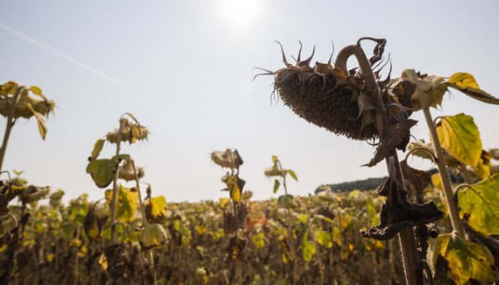 Peste 1,12 milioane de hectare distruse de secetă în România. Sechemă de ajutor pentru fermieri