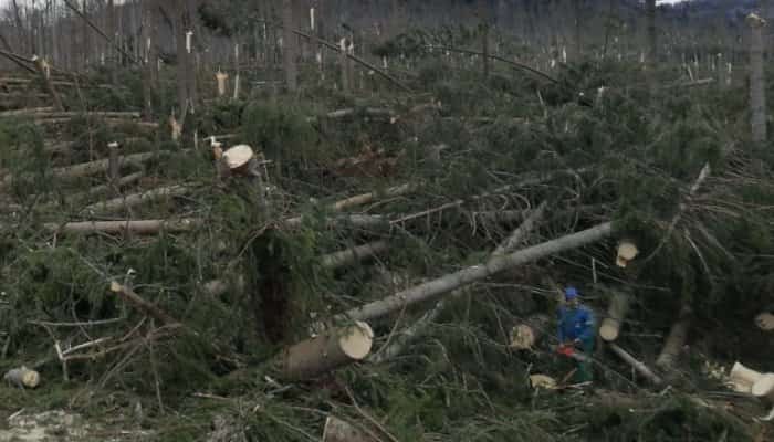 Tot răul spre bine. După furtuna care a doborât sute de copaci s-ar putea naşte o pârtie de schi la Cheia