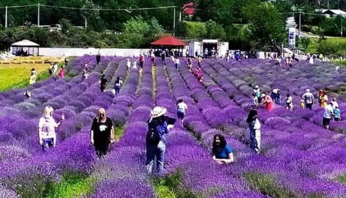 #SePoate! Cum ar putea autorităţile să încurajeze afacerile care promovează imaginea localităţii