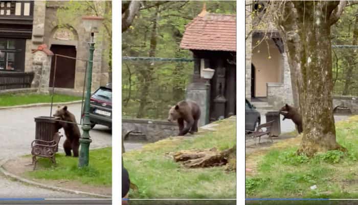 Urs filmat în timp ce își căuta hrană în tomberoanele din Sinaia