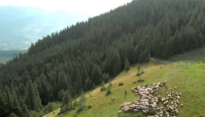 VIDEO – 30.000 de elevi vor participa, joi, la o lecție live, filmată cu drone, la 1.600 m altitudine, în Parcul Național Bucegi