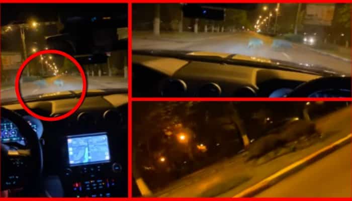 FOTO | Mistreţi surprinşi traversând cel mai mare bulevard din Ploieşti, prin faţa maşinilor