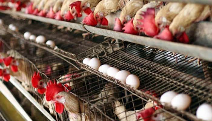 Salmonella descoperită într-o fermă din localitatea Valea Mare, județul Dâmbovița