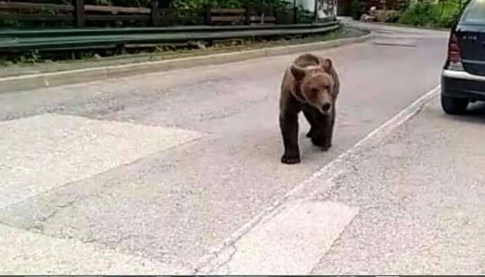 Un urs a fost la un pas sa atace o adoelscenta, intr-un parc din Sinaia