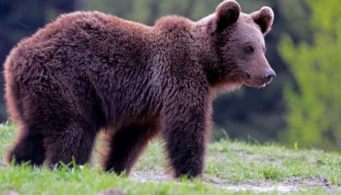 Un bărbat a fost atacat de urs în comuna Tulgheş. Pentru transportarea sa la spital a fost solicitat elicopterul SMURD, de la Târgu Mureş, a informat ISU Harghita.