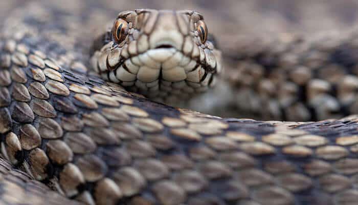 Vipera de stepa este prezenta si in zona Vulcanilor Noroiosi