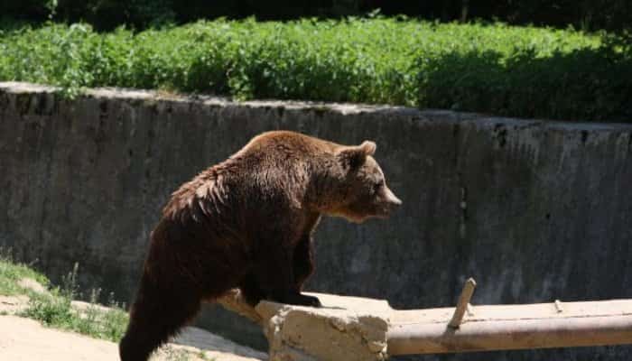 Un copil în vârstă de aproximativ 8 ani a fost atacat, marţi dimineaţa, de un urs pe o uliţă din localitatea Ghelinţa, judeţul Covasna.