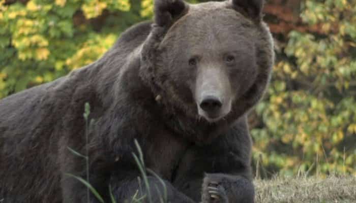 Zeci de locuitori ai orașului Tușnad, județul Harghita, s-au strâns vineri seară și au protestat împotriva autorităților care nu rezolvă problema urșilor ce coboară în stațiune. 