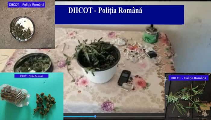 Plantație de canabis descoperită de polițiști pe raza județului Dâmbovița