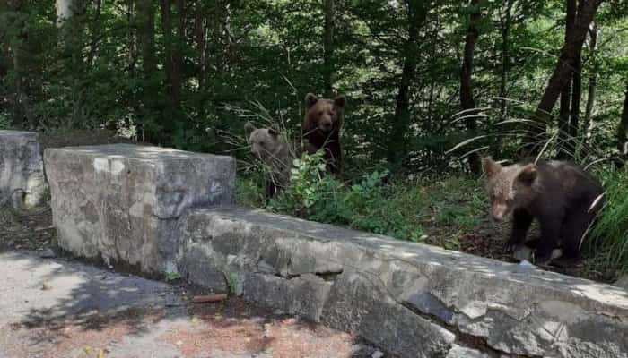 Jandarmii argeşeni au amendat o turistă care a oprit autoturismul pe Transfăgărăşan şi a început să fotografieze urşii, în zona Barajului Vidraru