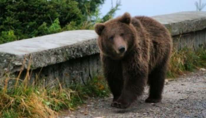 Un urs a omorât o oaie, iar pe o alta a târât-o în pădure, după ce a atacat o turmă de pe un islaz comunal din localitatea suceveană Lungeni, comuna Broşteni.