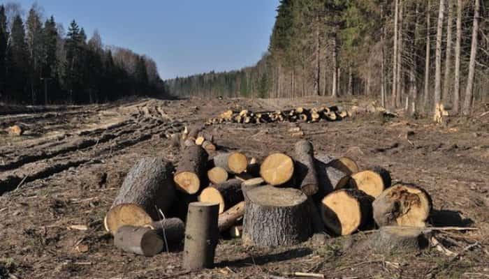 Cinci persoane sunt audiate, vineri, de poliţiştii din Vatra Dornei, după ce membrii unei echipe care filma un documentar despre defrişările ilegale au fost agresaţi de mai mulţi indivizi.