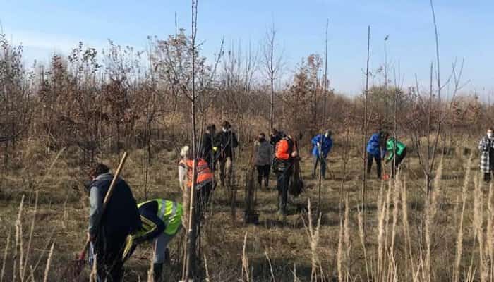 Voluntari, reprezentanți PETROTEL- LUKOIL ŞI CLUB ROTARY, la plantat, într-o zi de toamnă perfectă