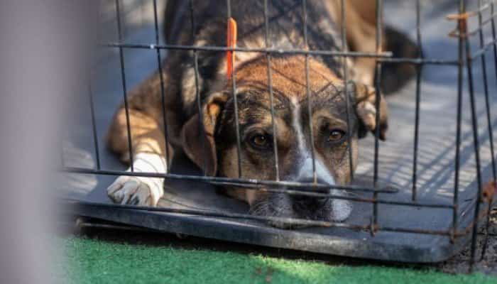 Amendă colosală pentru o femeie care şi-a abandonat câinele într-un parc