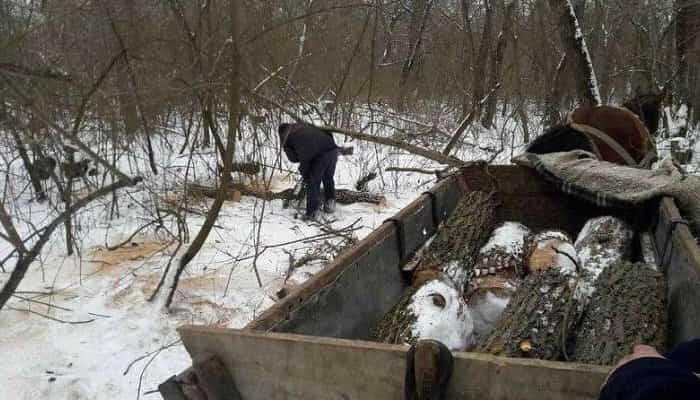 Tineri cercetați pentru furt, reținuți după ce au fost prinși, din nou, sustrăgând arbori tăiați ilegal