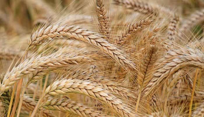 Ucraina a introdus cote la export pentru anumite produse agricole