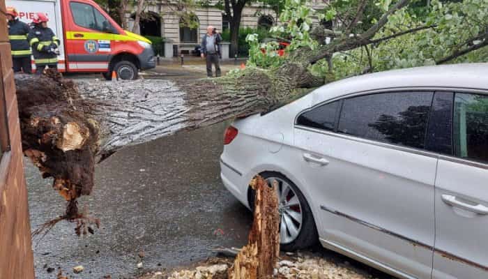 copaci cazuti sgu ploiești