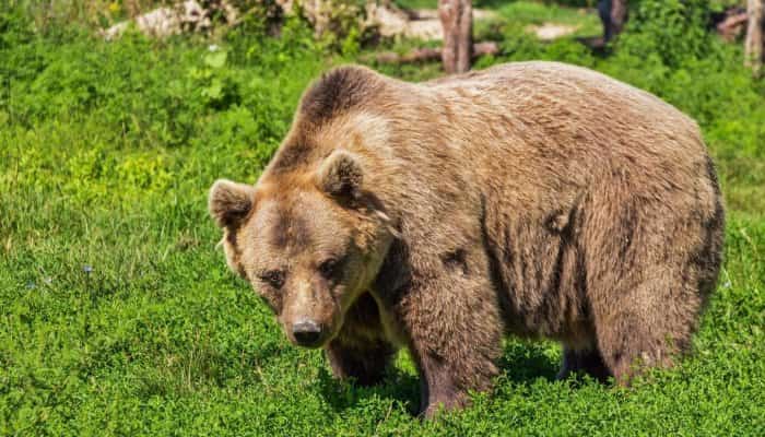 Noi avertizări RO-ALERT pe Valea Prahovei: Un urs a fost văzut chiar în zona Lidl Bușteni 