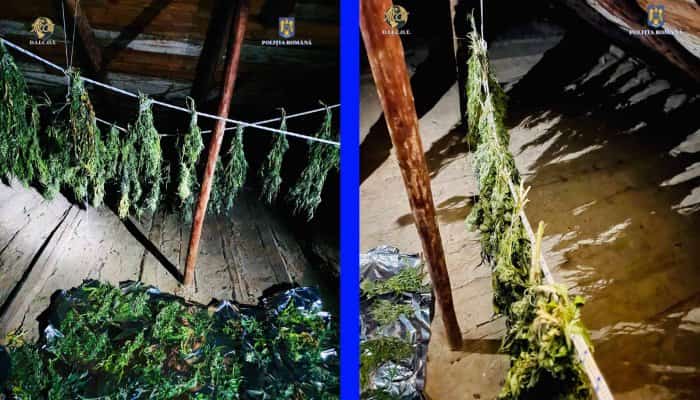 FOTO. Trei tineri reținuți după ce au cultivat canabis pe un teren viran