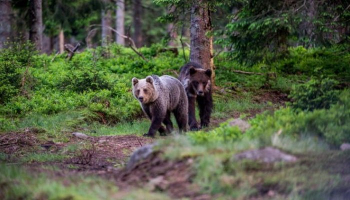 BEAR SMART CITY | Un oraş din România vrea să devină prietenos cu urşii