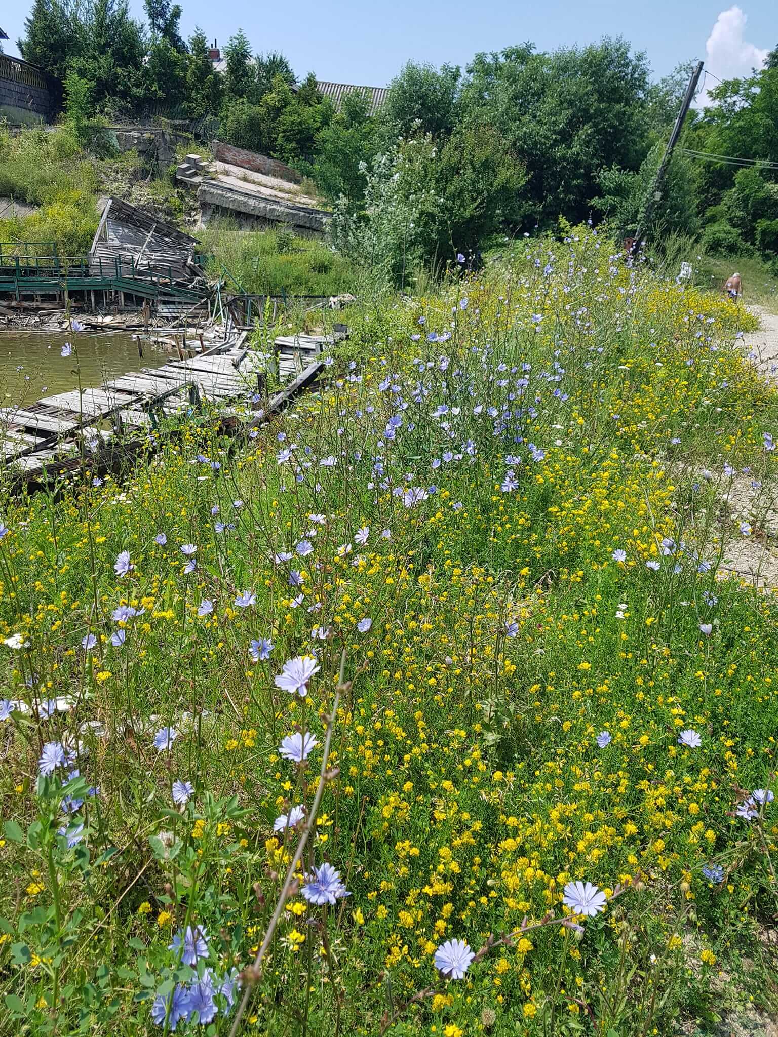 băile telega în paragină