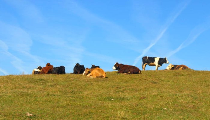 Ajutor de stat pentru crescătorii de bovine. Cererile pot fi depuse la APIA