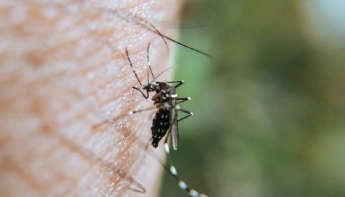 Alertă în Dolj, după ce un bărbat a fost confirmat cu virusul West Nile