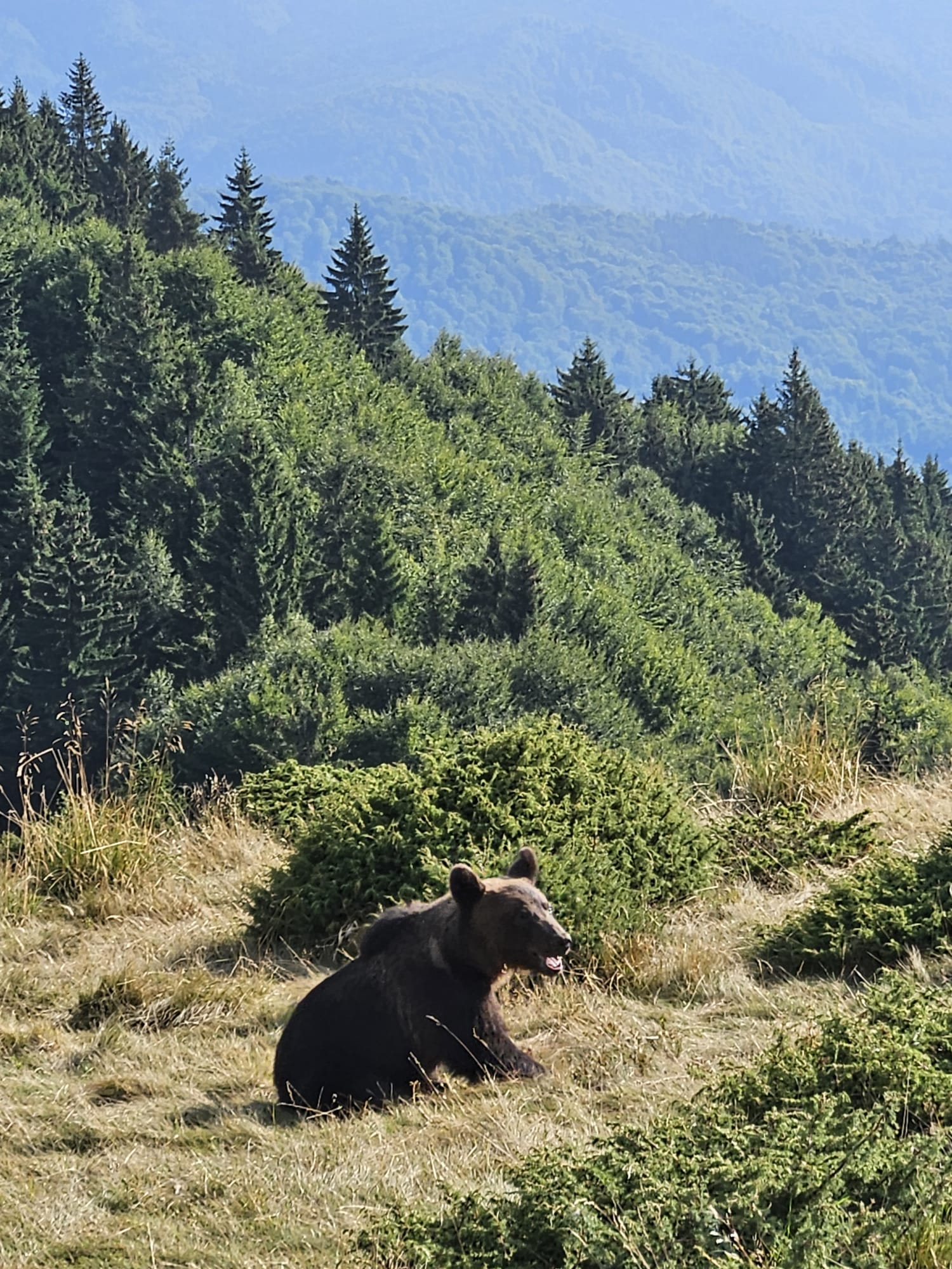 ursul la tabla buții