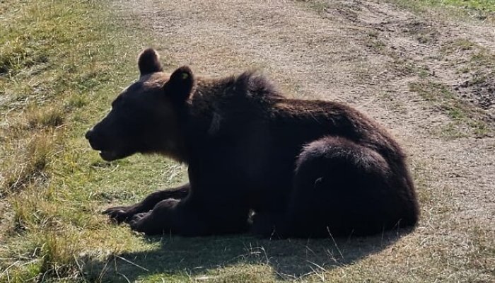 ursul rambo plângeri penale chiojdu