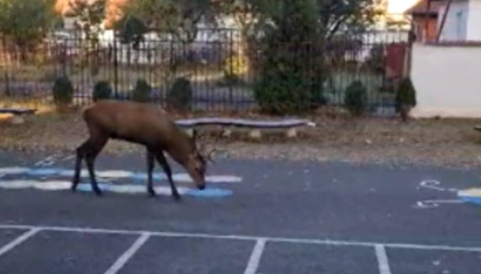 FOTO | Un cerb a apărut în curtea unei școli din Râșnov