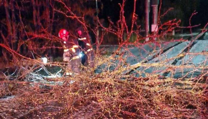 VIJELIE PRAHOVA | Mai mulți copaci au fost doborâți pe șosele, în Sinaia și Măneciu, o mașină a fost avariată, iar zeci de oameni au rămas fără curent