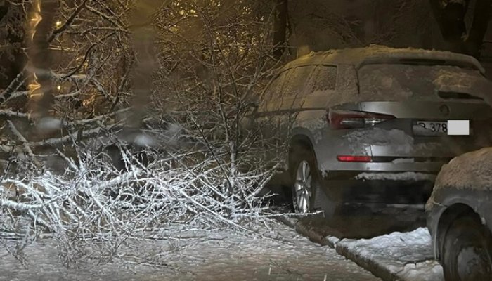 copac masina zapada ploiesti