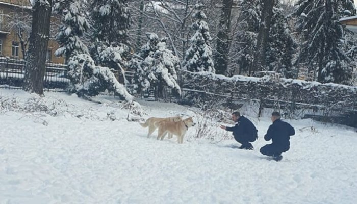 VIDEO 🎦 Două femele din rasa Akita Inu și-au găsit stăpâna cu ajutorul jandarmilor