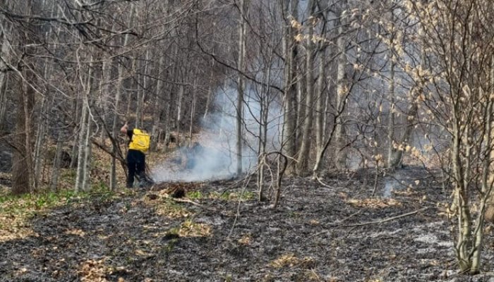 Valea Doftanei incendiu padure