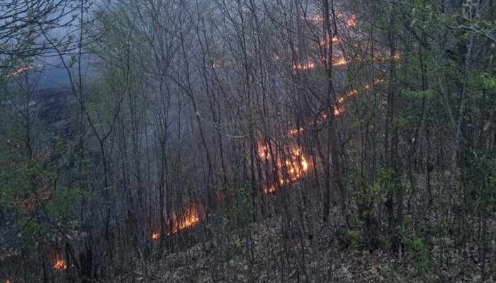 Incendiu de vegetație