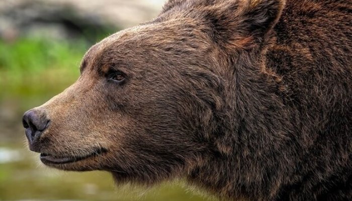 alerte urși azuga plopeni