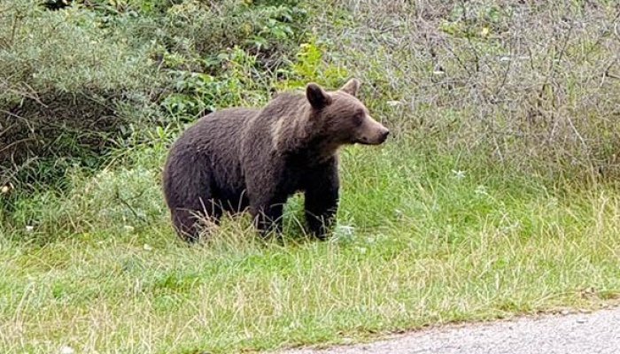 Alertă de urs în Prahova. Un exemplar a fost văzut pe străzile din Bușteni