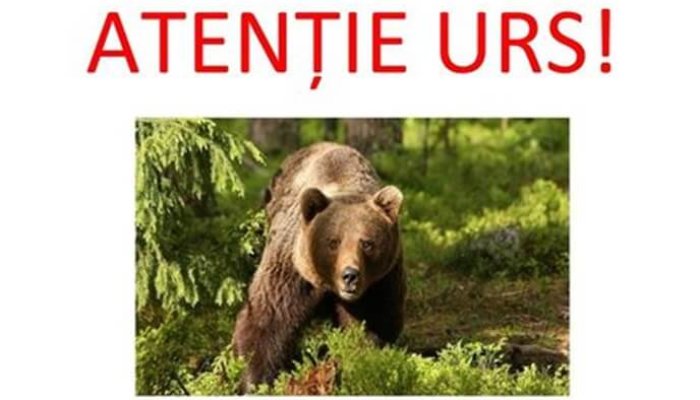 alertă urs păulești