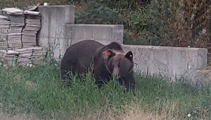 Peste 600 de apeluri la 112, în vara acestui an, privind prezența unor urși în localitățile din Prahova