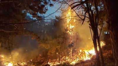 FOTO și VIDEO - Incendiu violent în Buzău. 56 ha de pădure și 300 ha de vegetație, în flăcări. Intervin pompieri din trei județe