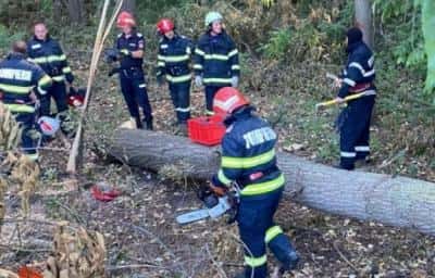 Dosar penal în cazul bărbatului care a murit, la Crasna, după ce un copac a căzut peste el