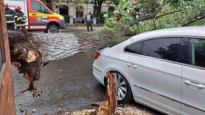 SGU apelează la specialiștii Direcției Silvice, pentru verificarea stării de sănătate a arborilor din Ploiești